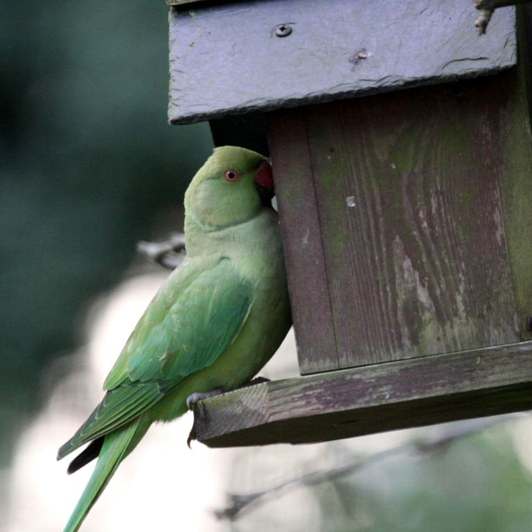 Ring-necked Parakeet on birdhouse