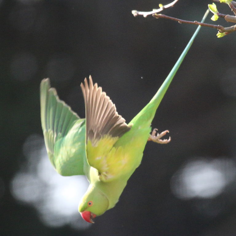 Ring-necked Parakeet