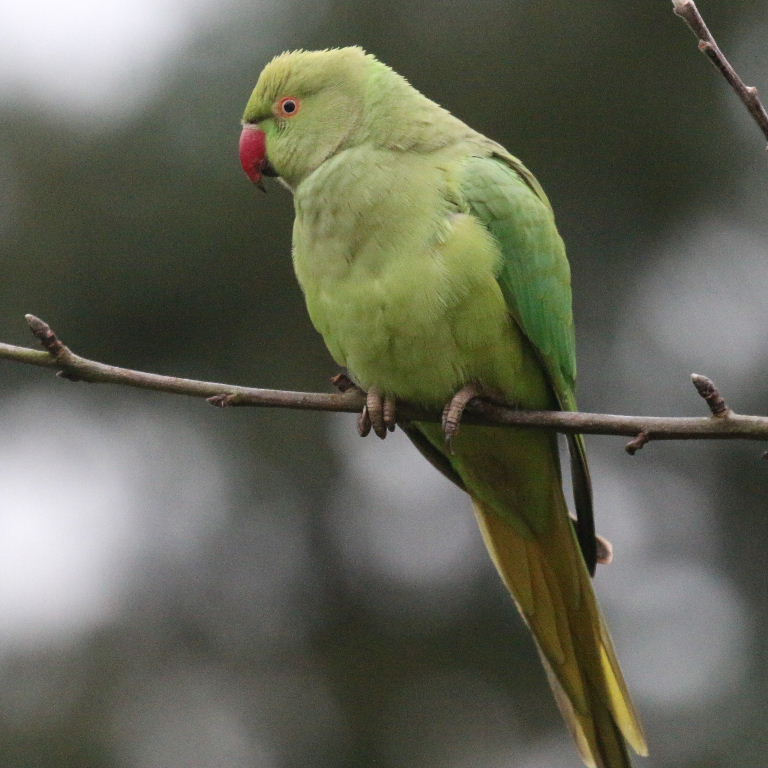 Ringnecked Parakeets