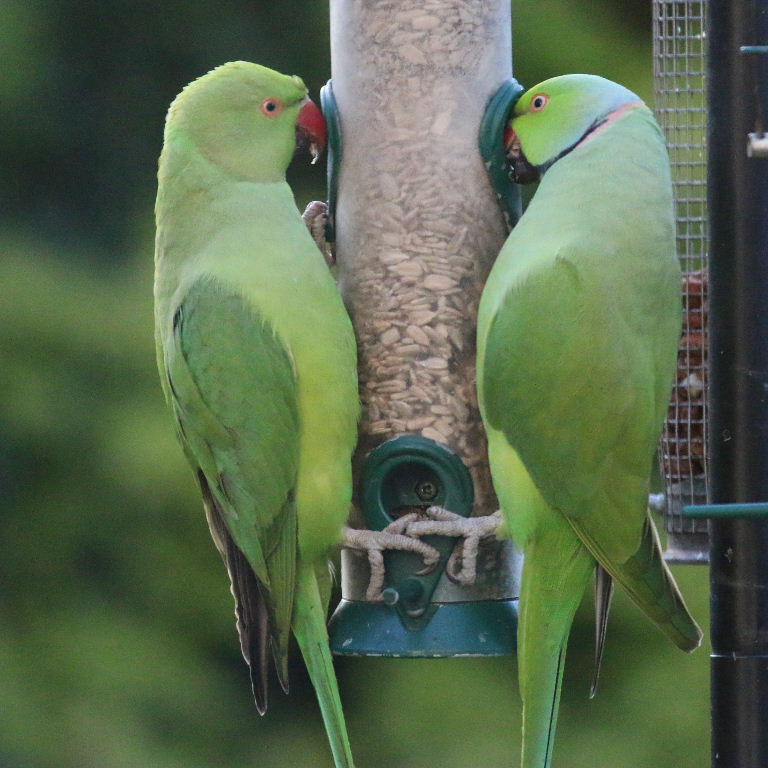 Ring-necked Parakeet pulling tail