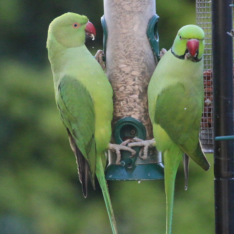 Ring-necked Parakeet pulling tail