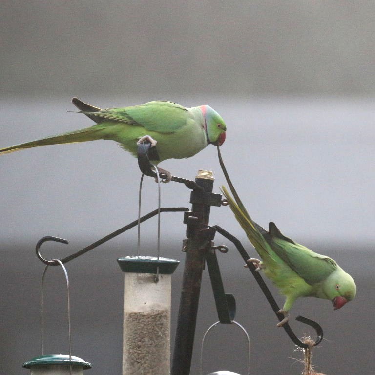 Ring-necked Parakeet pulling tail