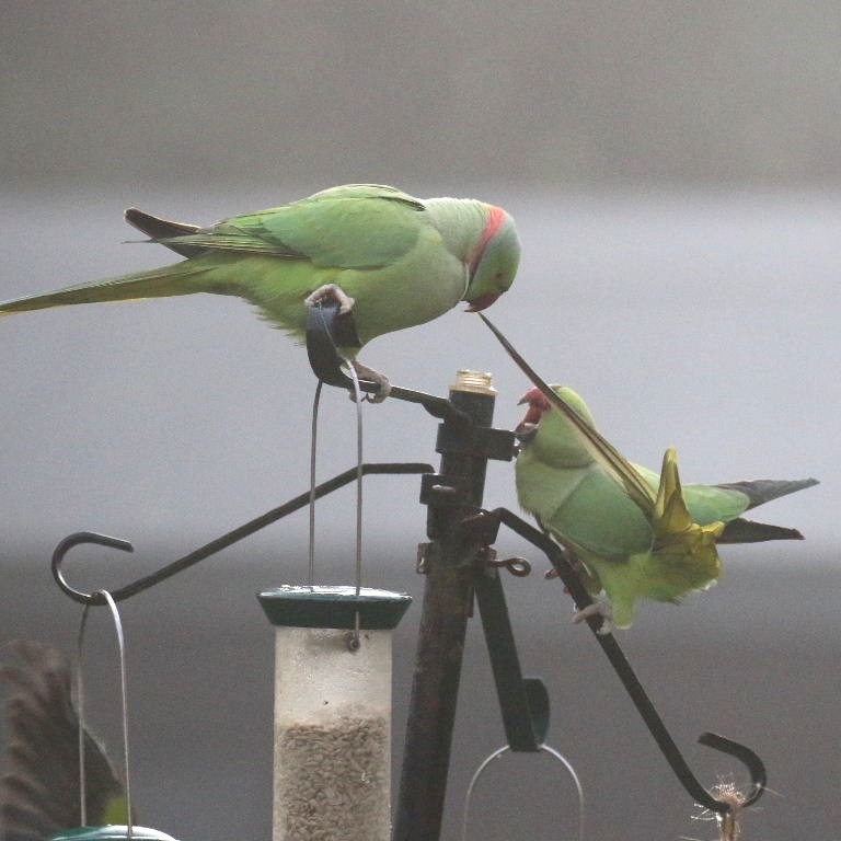 Ring-necked Parakeet pulling tail
