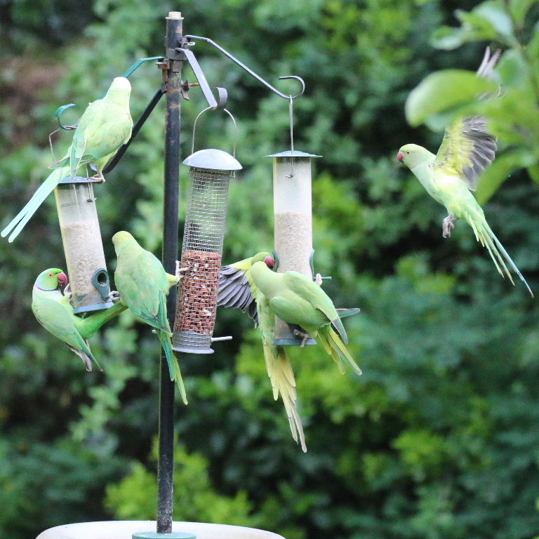 Ring-necked Parakeet