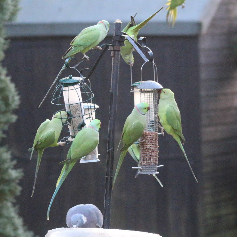 Ringnecked Parakeets