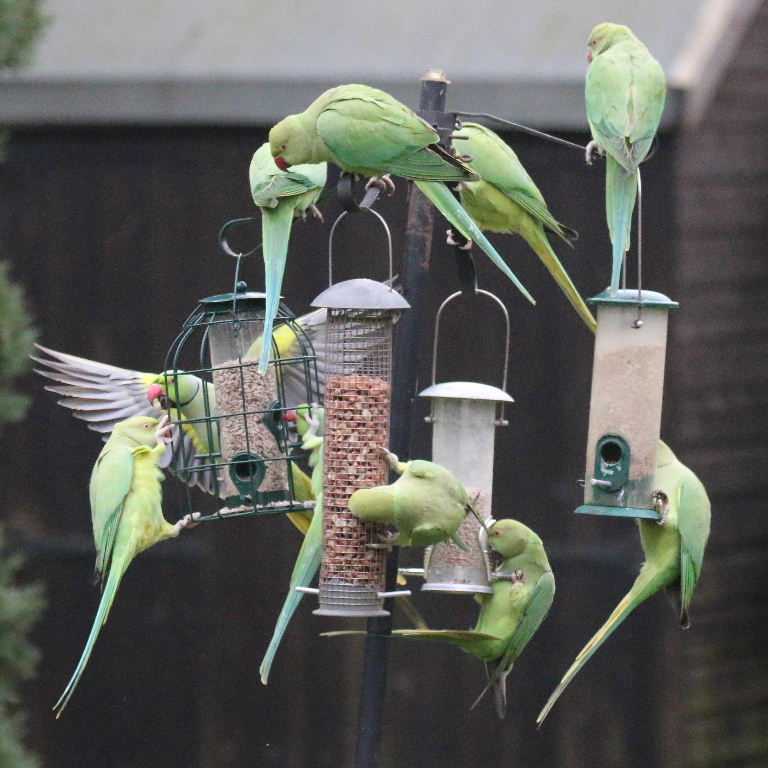 Ringnecked Parakeets