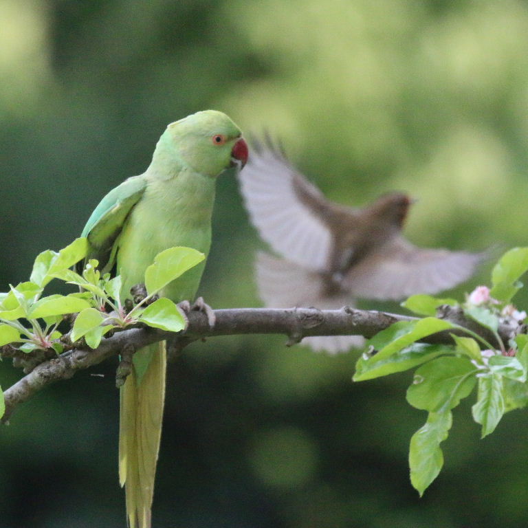 Robin flying from Ring-necked Parakeet