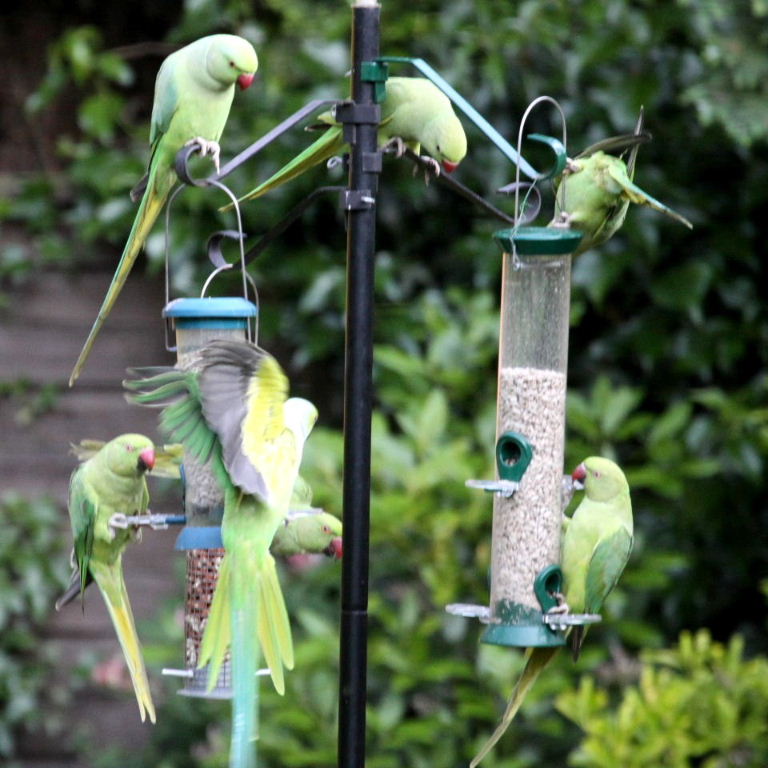 Ringnecked Parakeet group