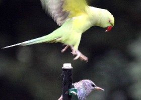 Ring-necked Parakeet
