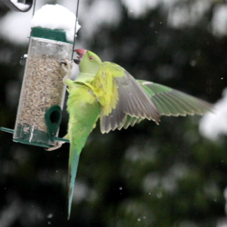 Ring-necked Parakeet on feeder
