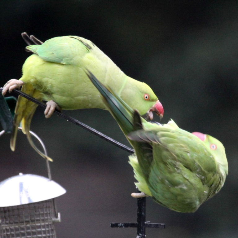 Ring-necked Parakeet sticks out tongue