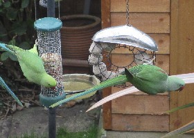 Alexandrine and Ringneck Parakeets