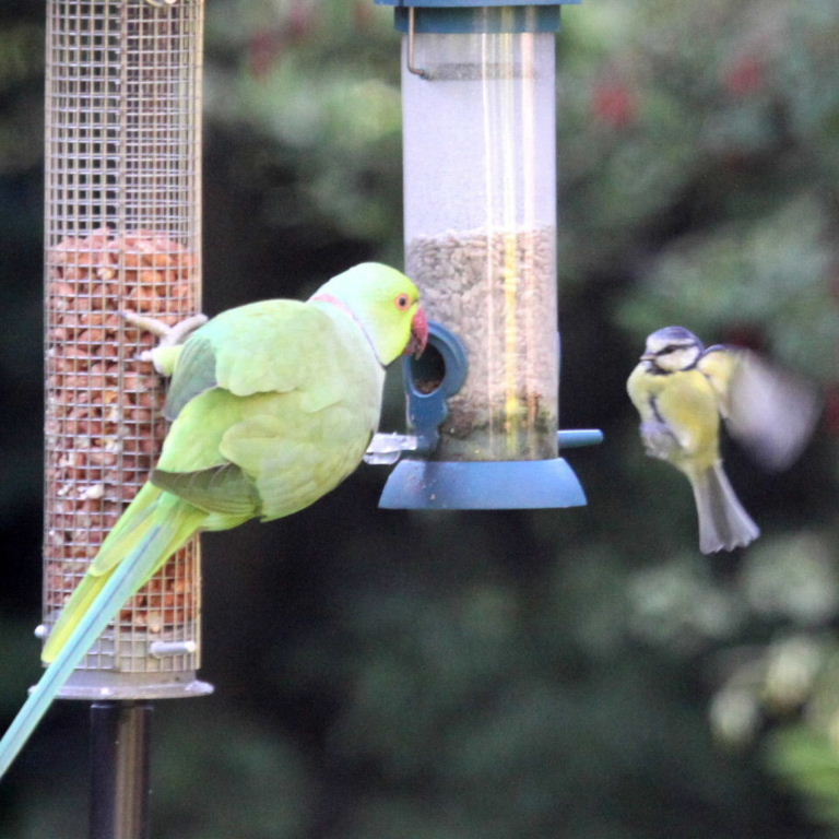 Ringneck Parakeet and Bluetit