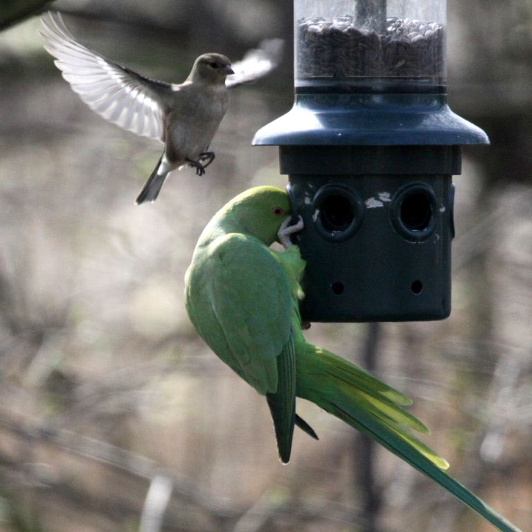 Ringnecked Parakeet and Chaffinch