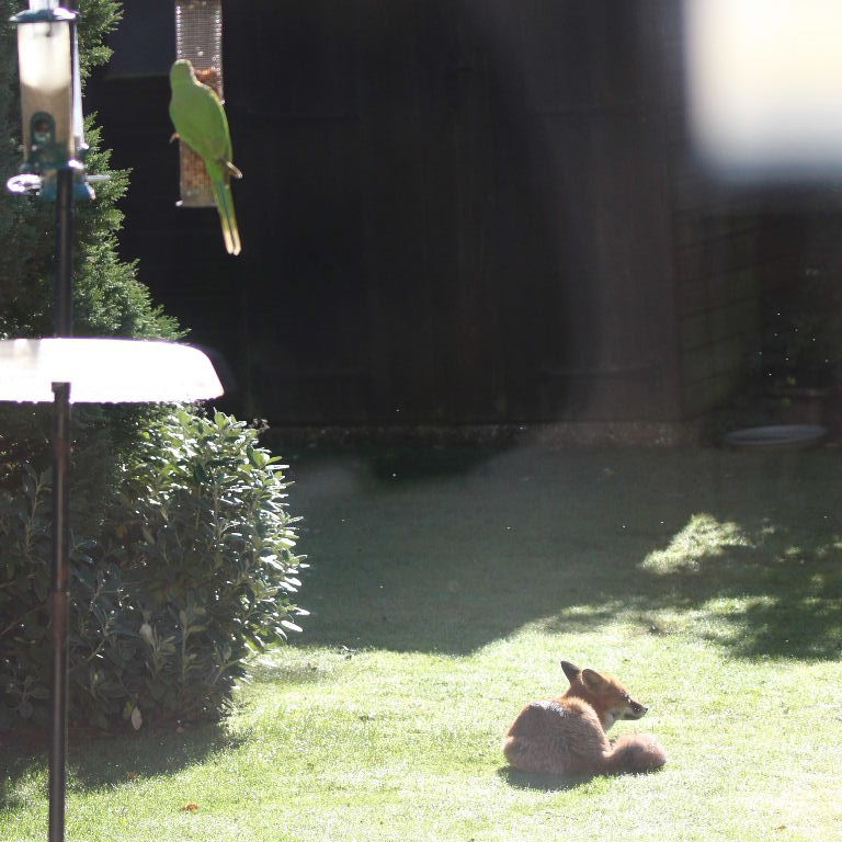 Ringnecked Parakeet and Red Fox