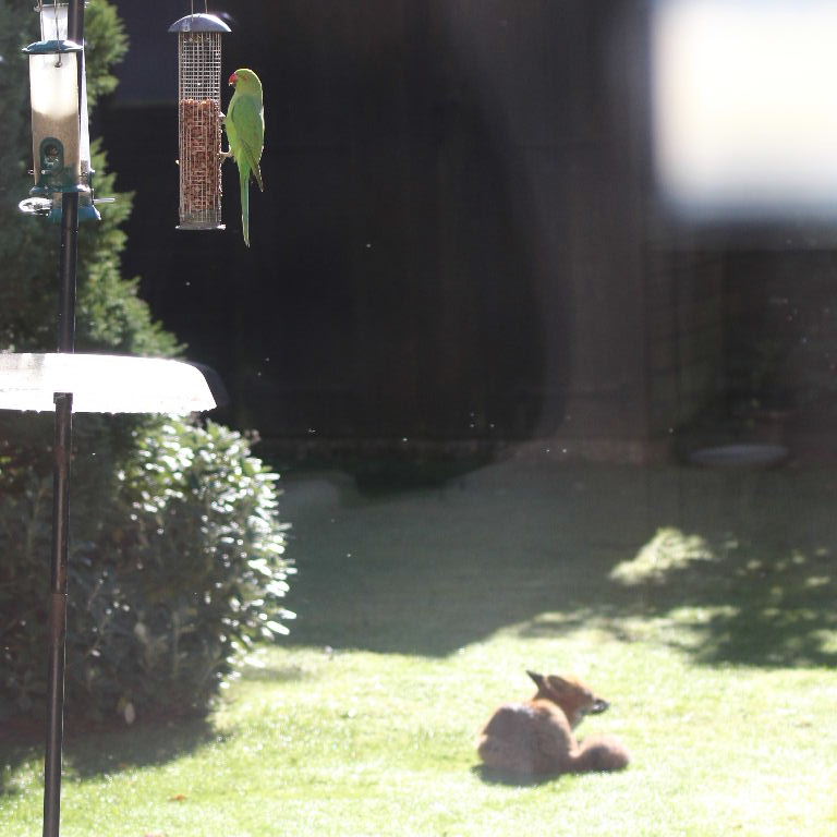 Ringnecked Parakeet and Red Fox
