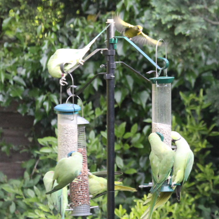 Ringnecked Parakeets and Greenfinch