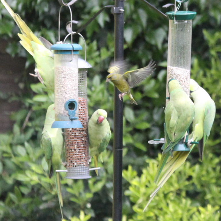 Ring-necked Parakeets and Greenfinch