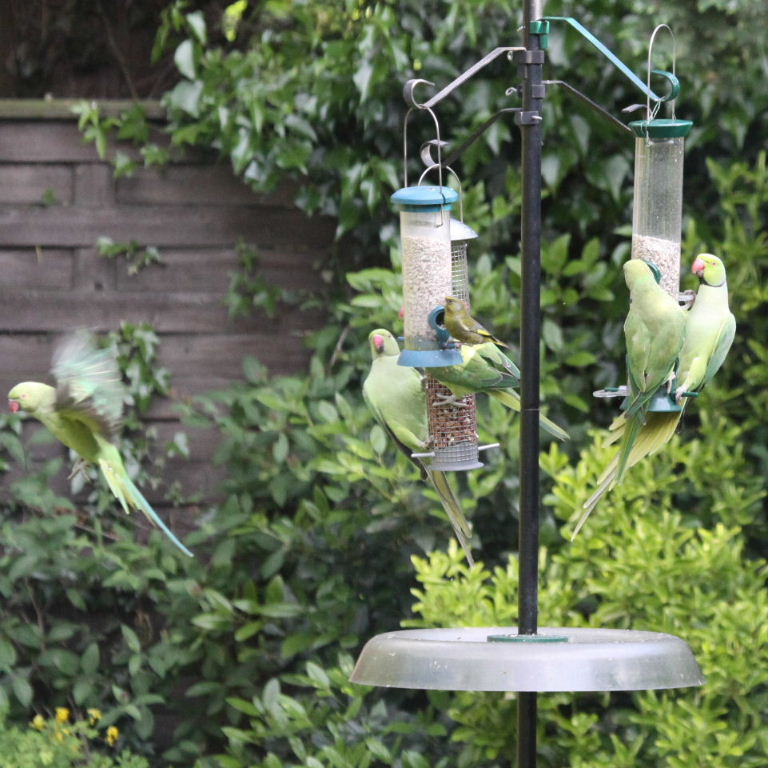 Rose-ringed Parakeets and Greenfinch