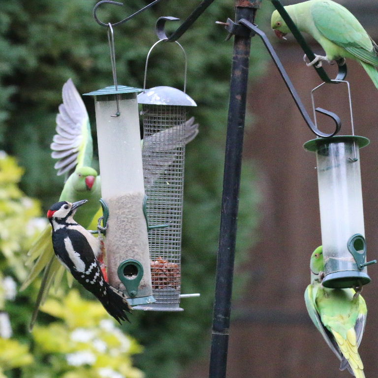 Ringnecked Parakeets and Woodpecker