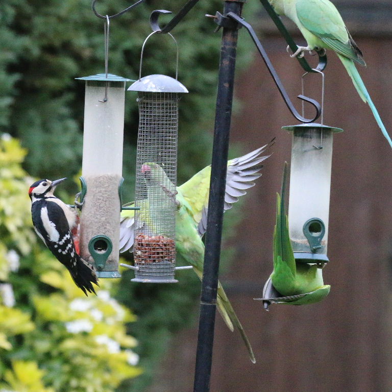 Ring-necked Parakeets and Woodpecker