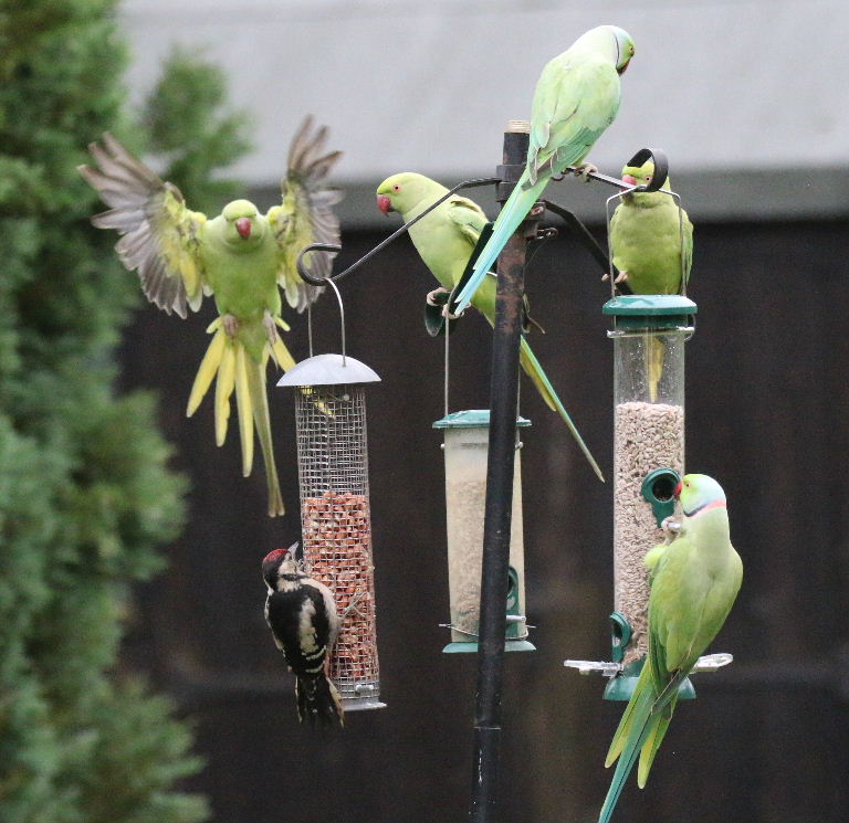 Ringnecked Parakeets and Woodpecker