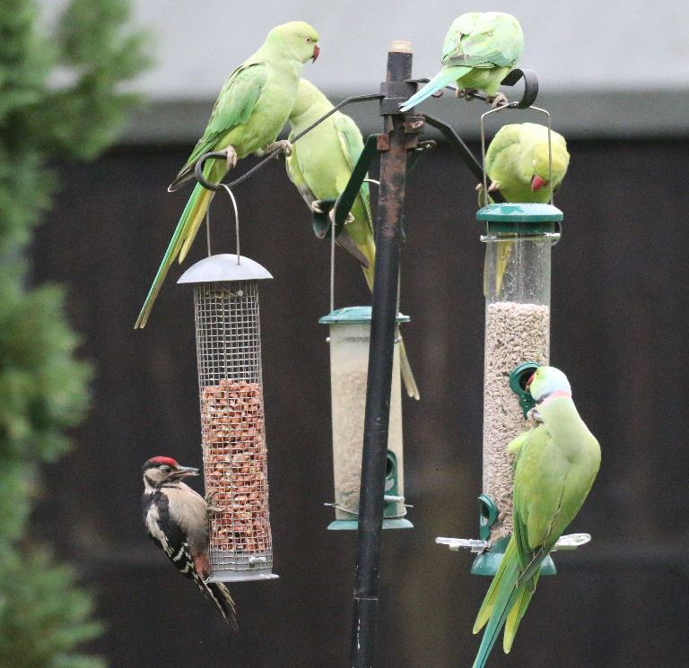 Ring-necked Parakeets and Woodpecker