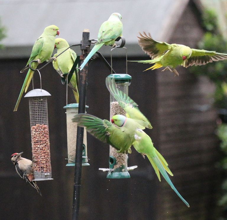Rose-ringed Parakeets and Woodpecker