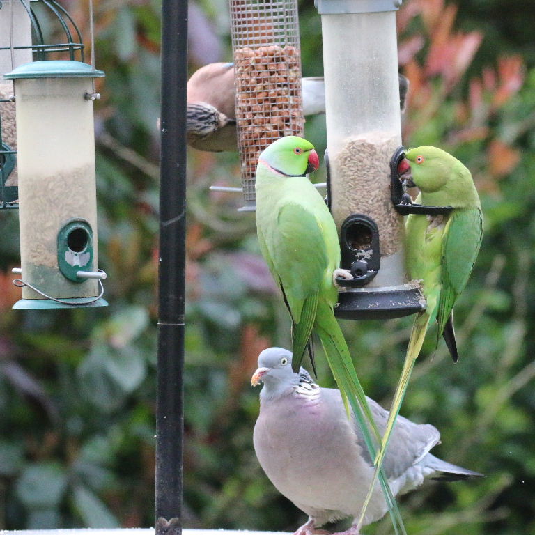 Ringnecked Parakeet, Jay and Wood Pigeon