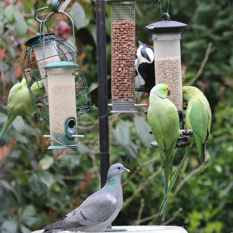 Ringnecked Parakeet, Magpie and Stock Dove