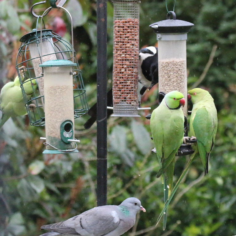 Ringnecked Parakeet, Magpie and Stock Dove