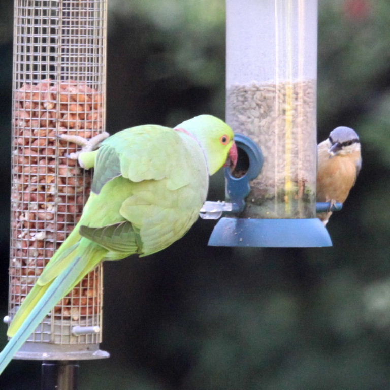Ringnecked Parakeet and Nuthatch