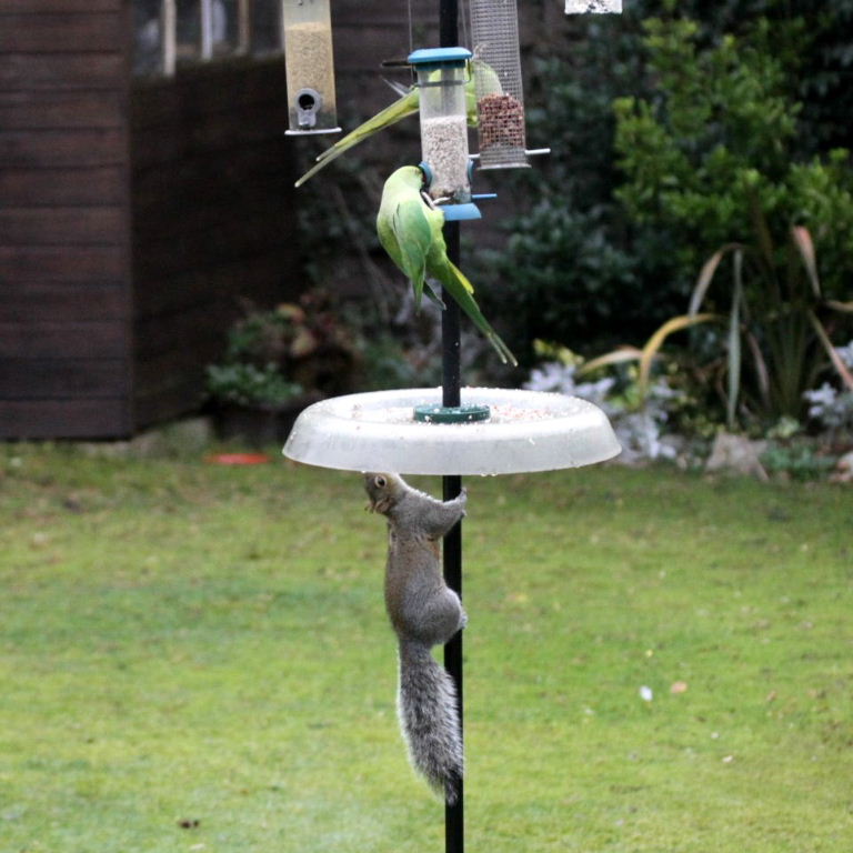 Ringnecked Parakeets and Squirrel