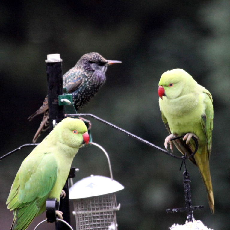 Ringnecked Parakeets and Starling