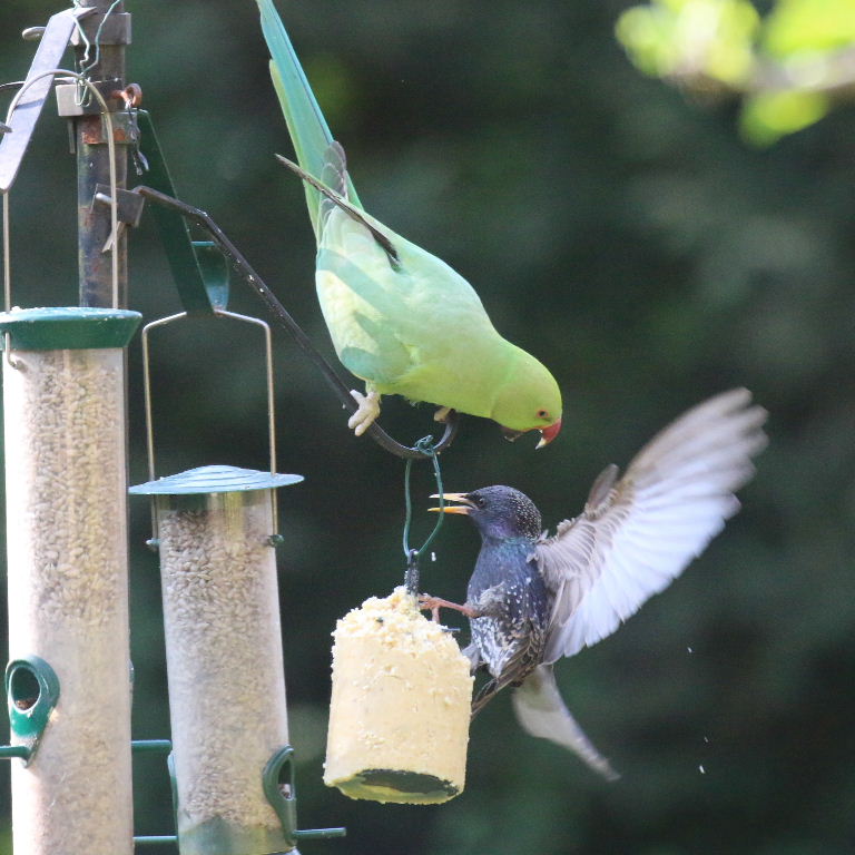 Ringnecked Parakeet and Starling
