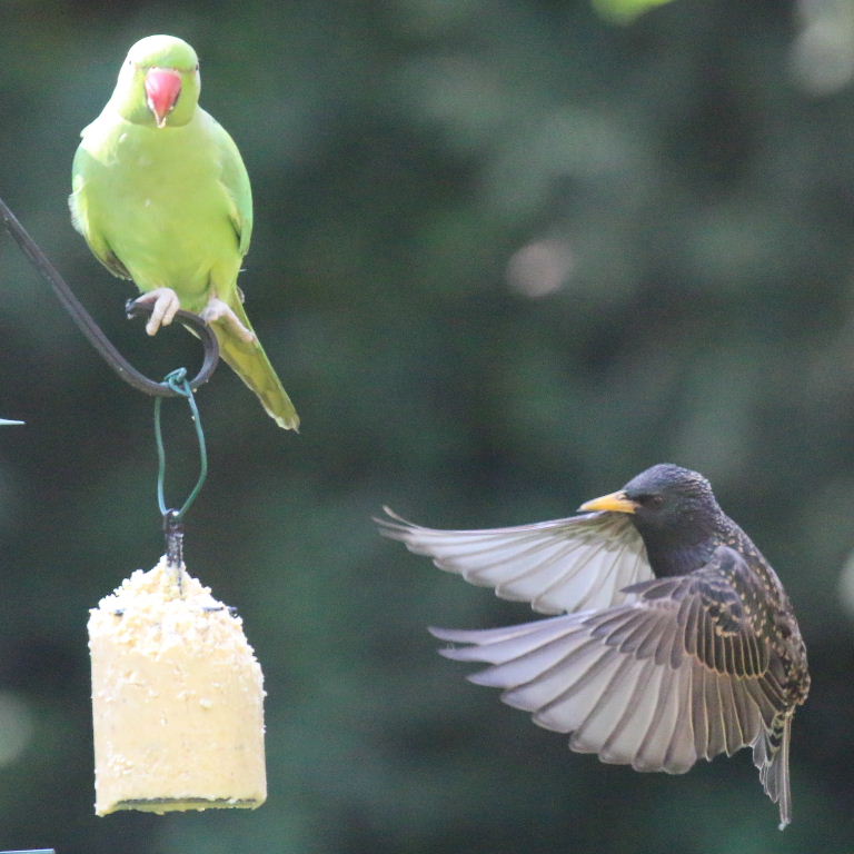 Ringnecked Parakeet and Starling