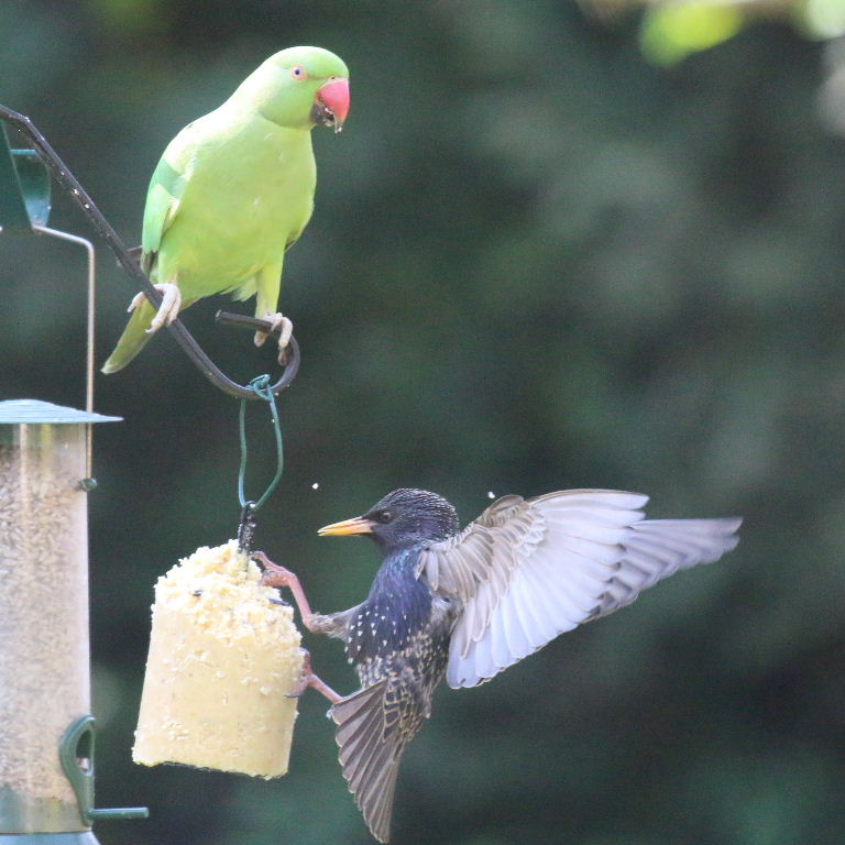 Ringnecked Parakeet and Starling