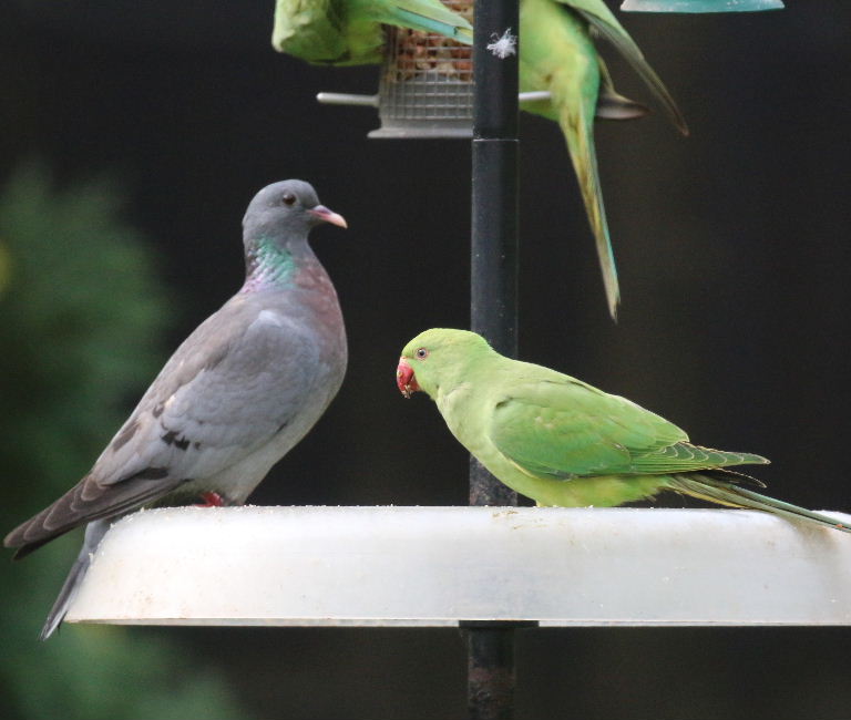 Ringnecked Parakeet and Stock Dove