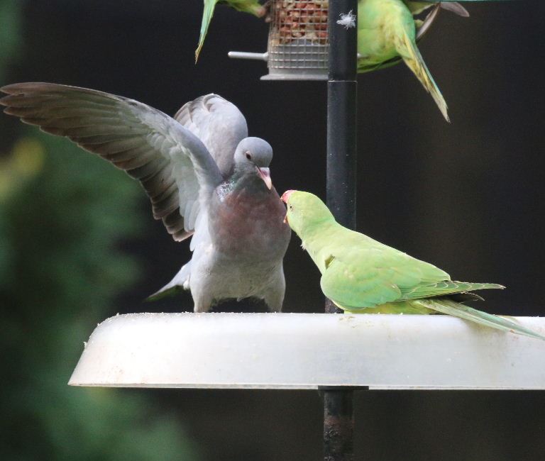 Ringnecked Parakeet and Stock Dove