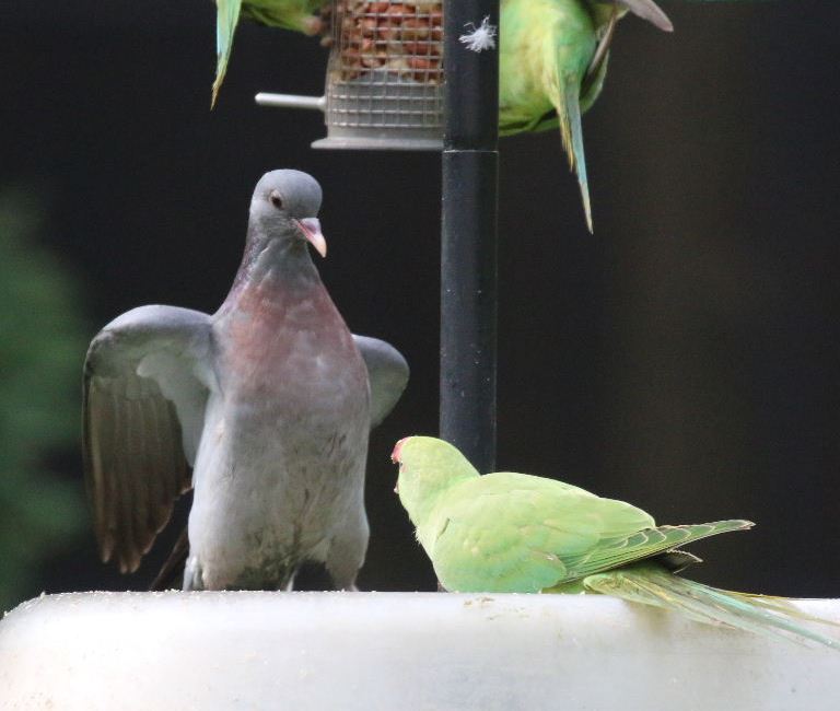 Ringnecked Parakeet and Stock Dove
