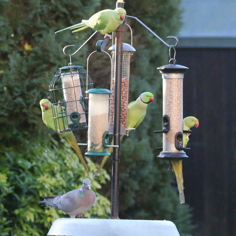 Ringnecked Parakeet and Stock Dove