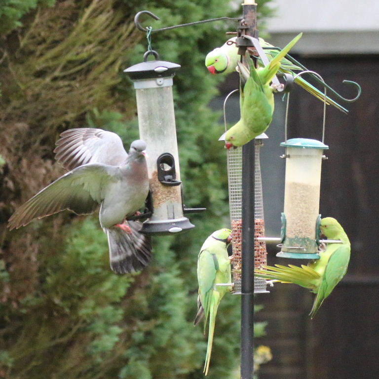 Ringnecked Parakeet and Stock Dove