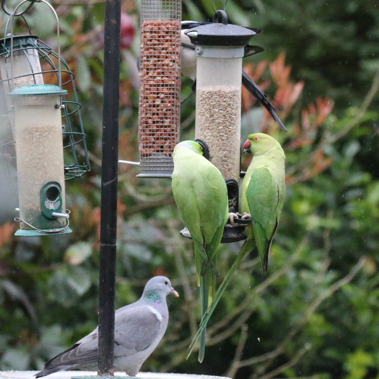 Ringnecked Parakeet and Stock Dove
