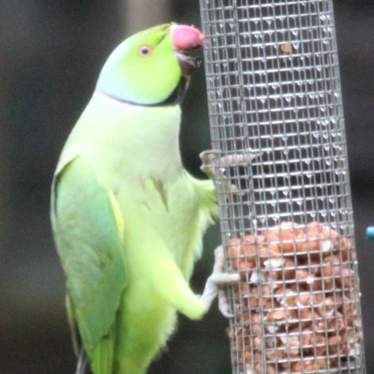 Ringnecked Parakeet black lower beak