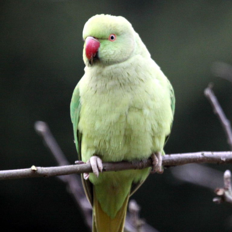 Ringnecked Parakeet black lower beak