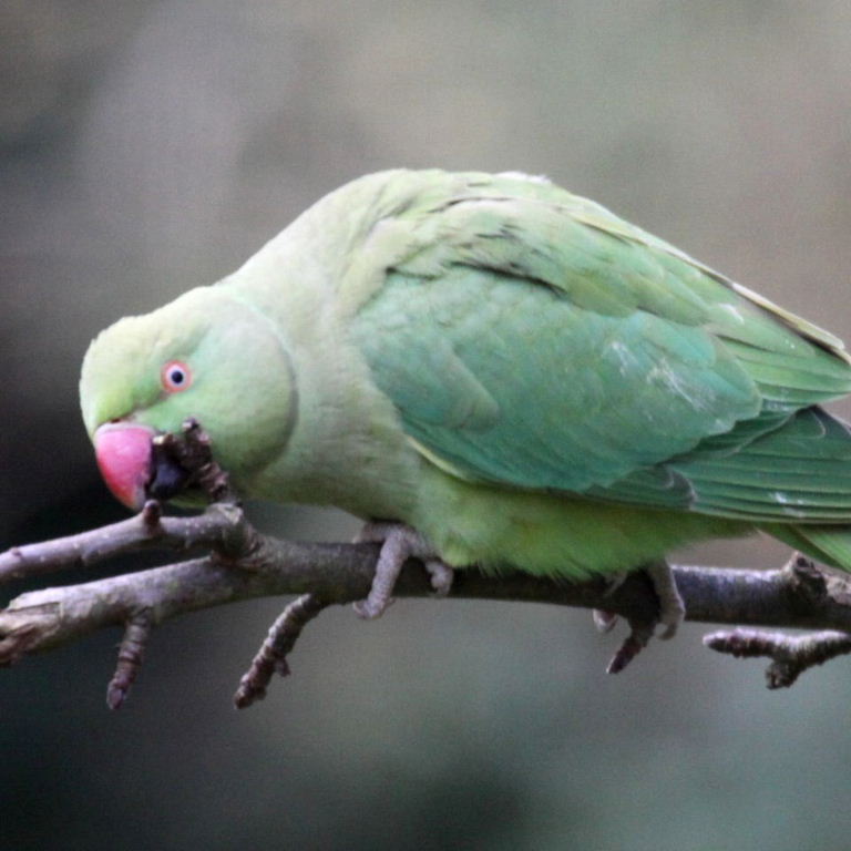 black lower bill