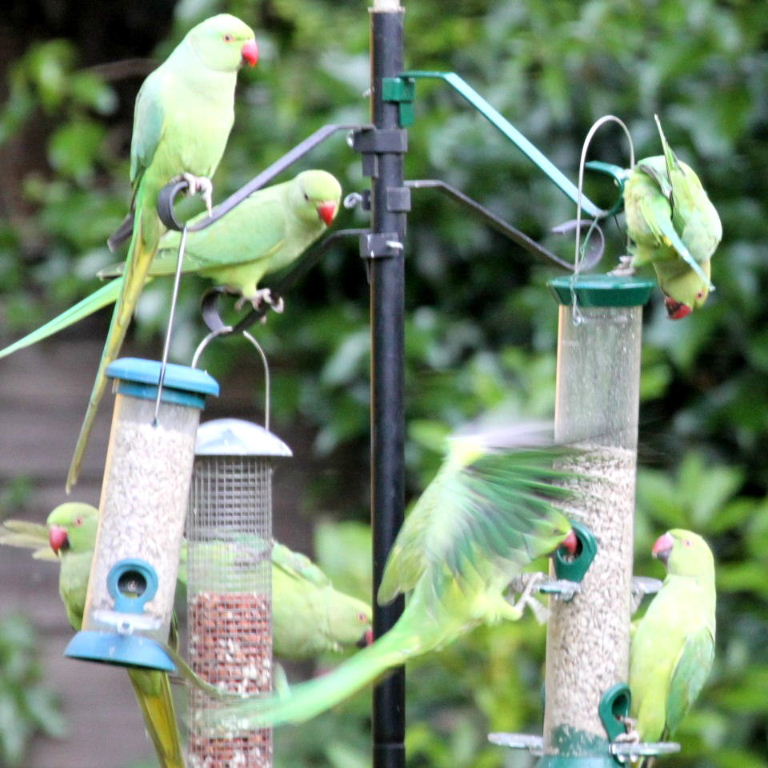 Ring-necked Parakeets