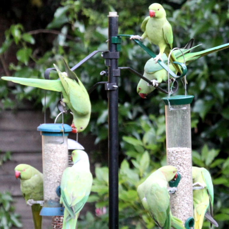 Ring-necked Parakeets