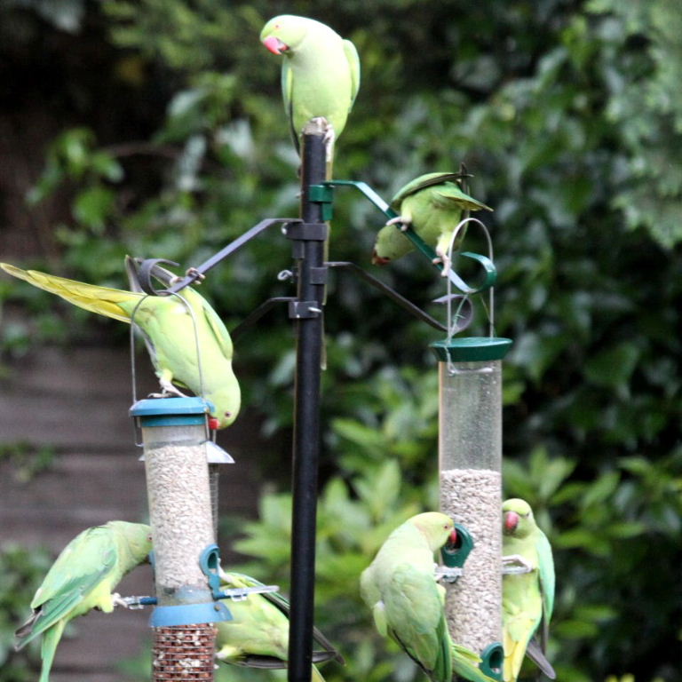 Ring-necked Parakeets