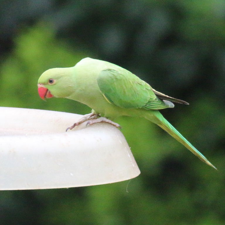 Ringnecked Parakeet